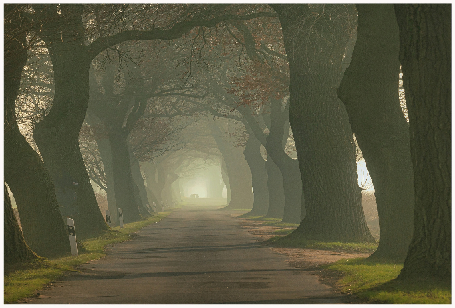 Allee in der Lewitz