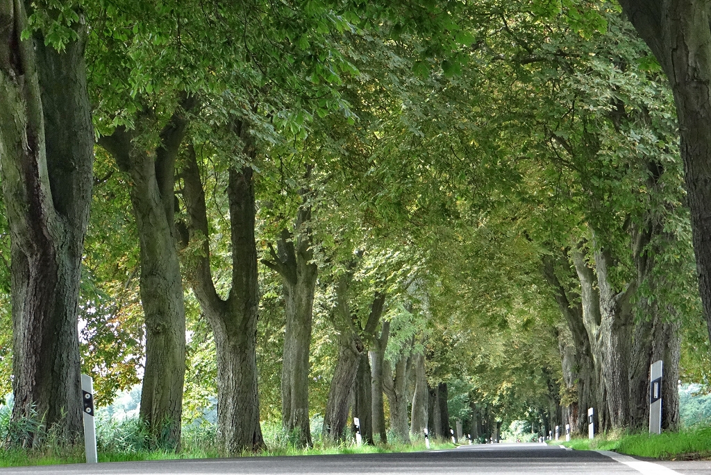 Allee in der Lewitz