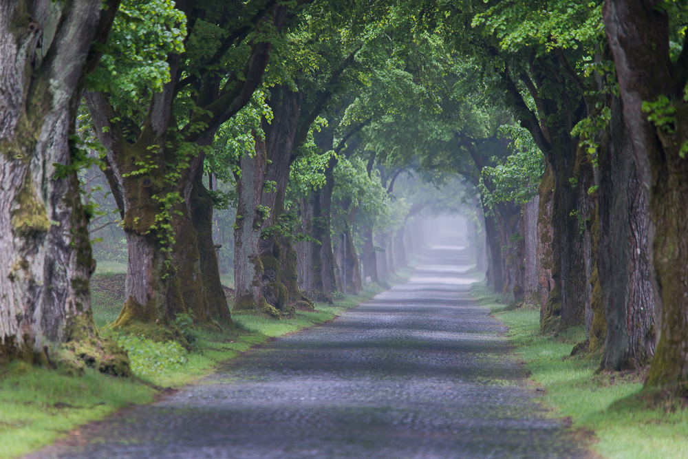 Allee in der Senne