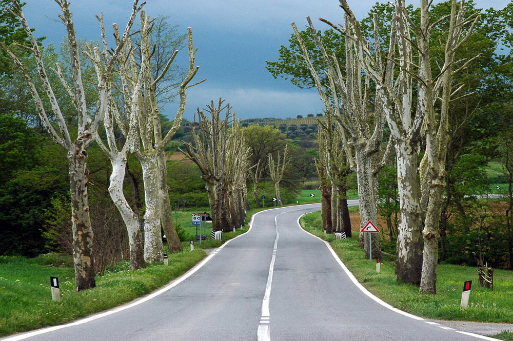 Allee in der Toscana