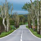 Allee in der Toscana