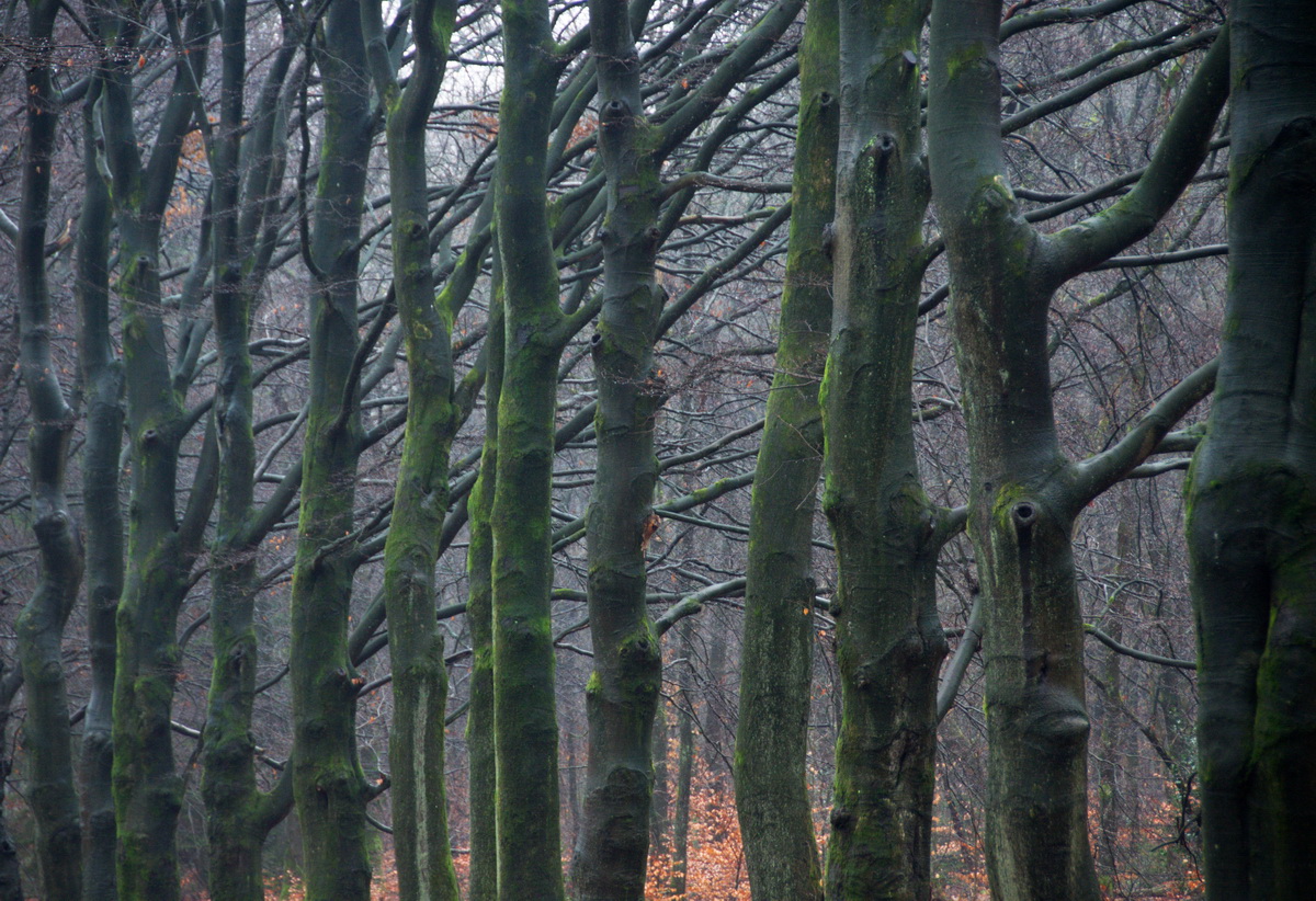 Allee in der Veluwe