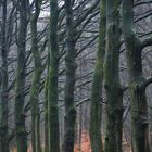 Allee in der Veluwe