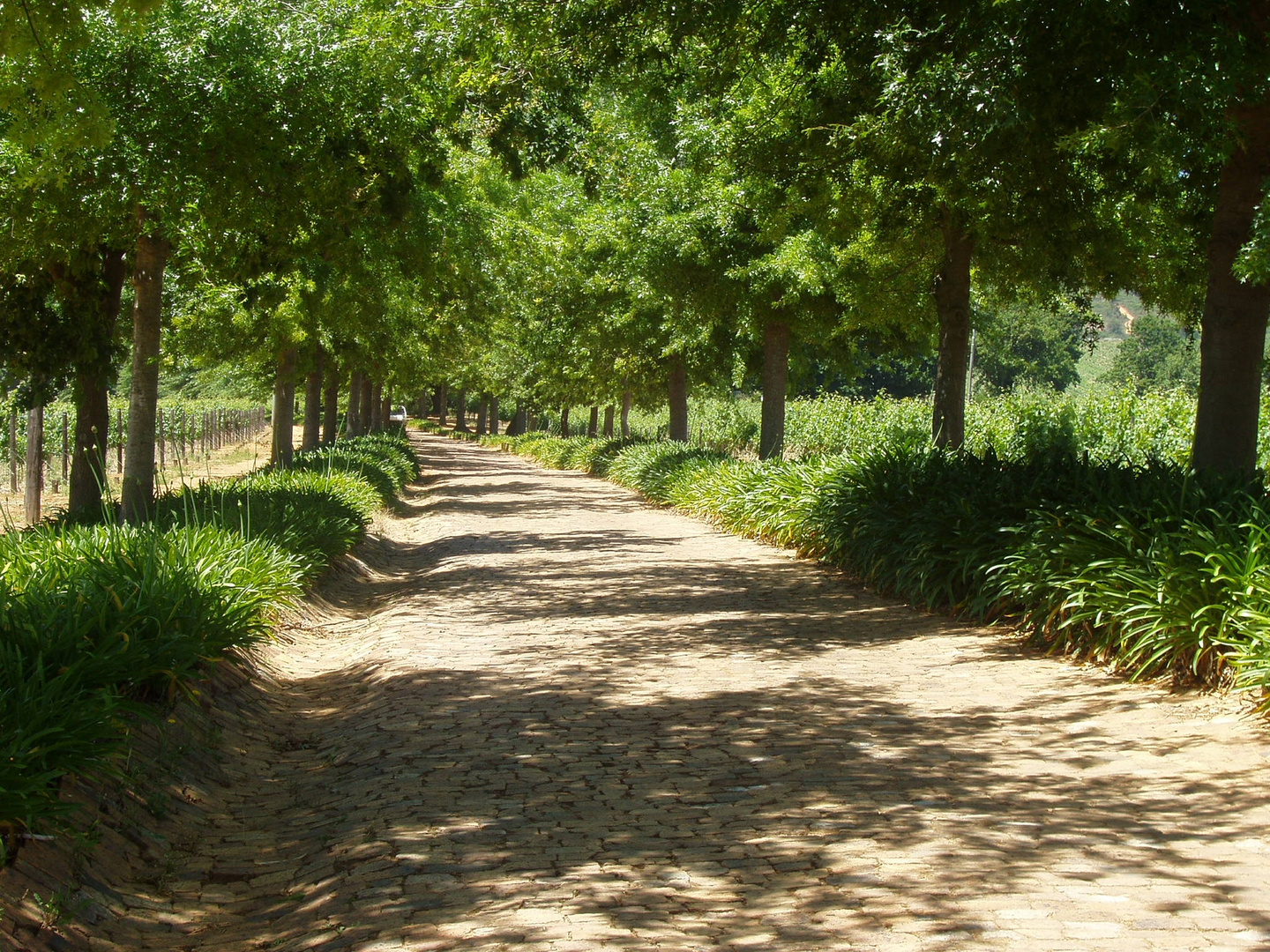 Allee in der Weinregion - Nähe Stellenbosch