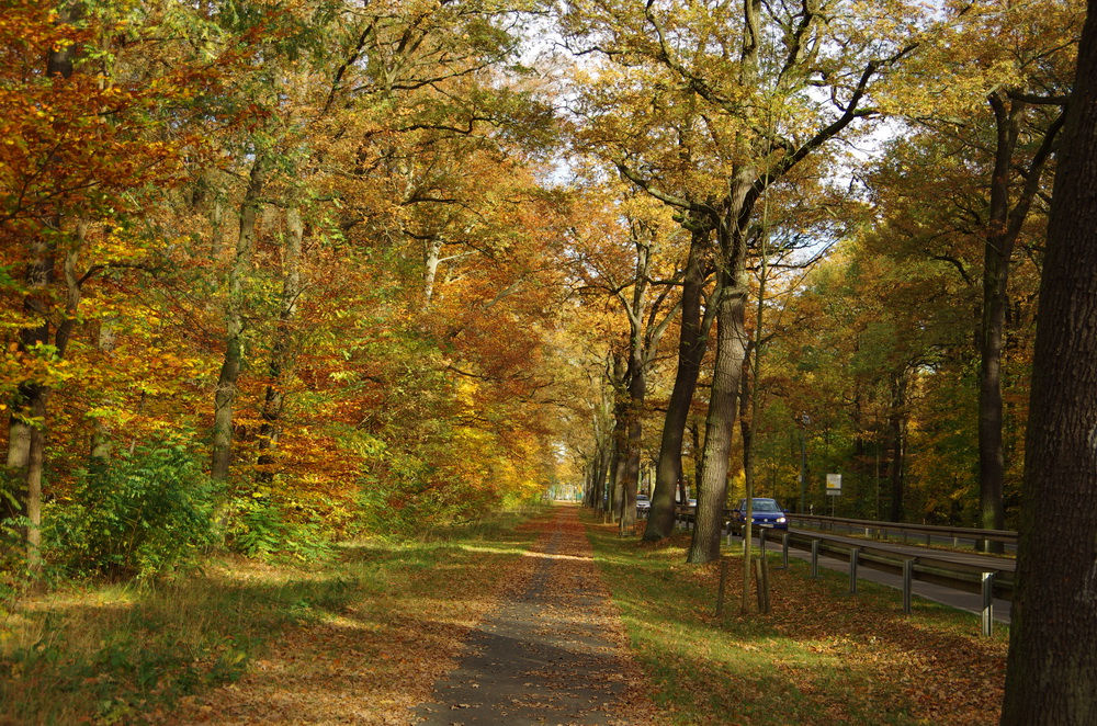 Allee in die Stadt