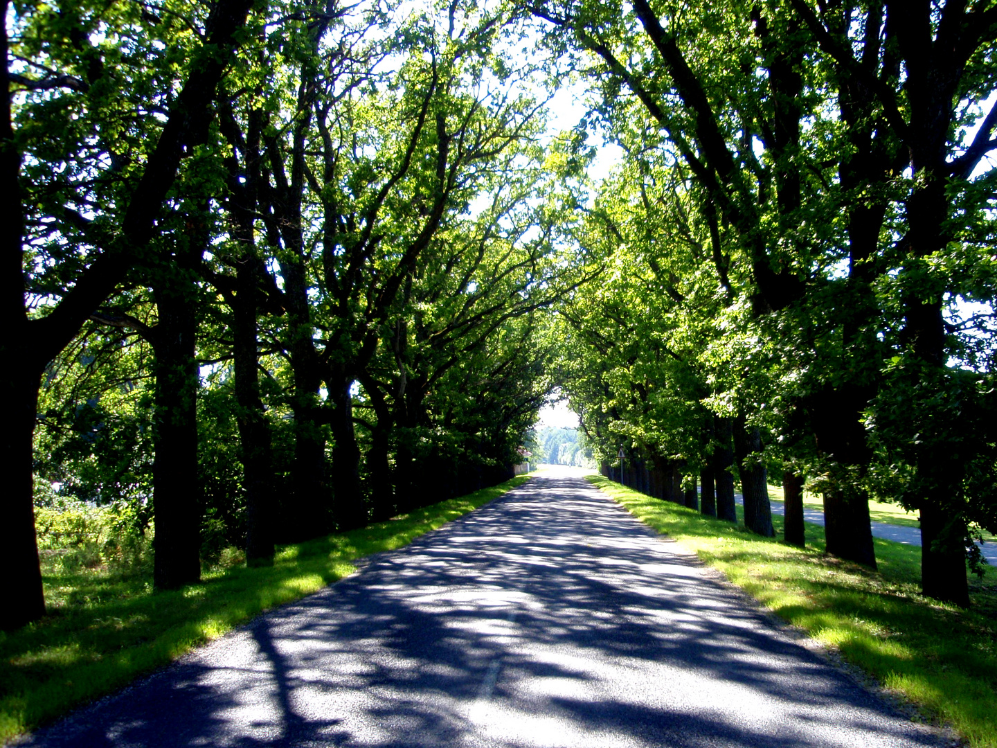 Allee in Estland