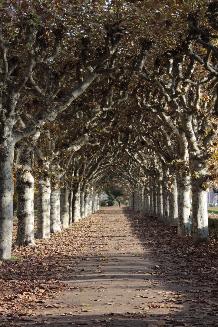 Allee in Frankfurt