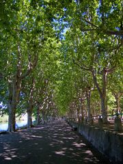 Allee in Frankreich