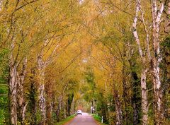 Allee in Germersheim/Pfalz