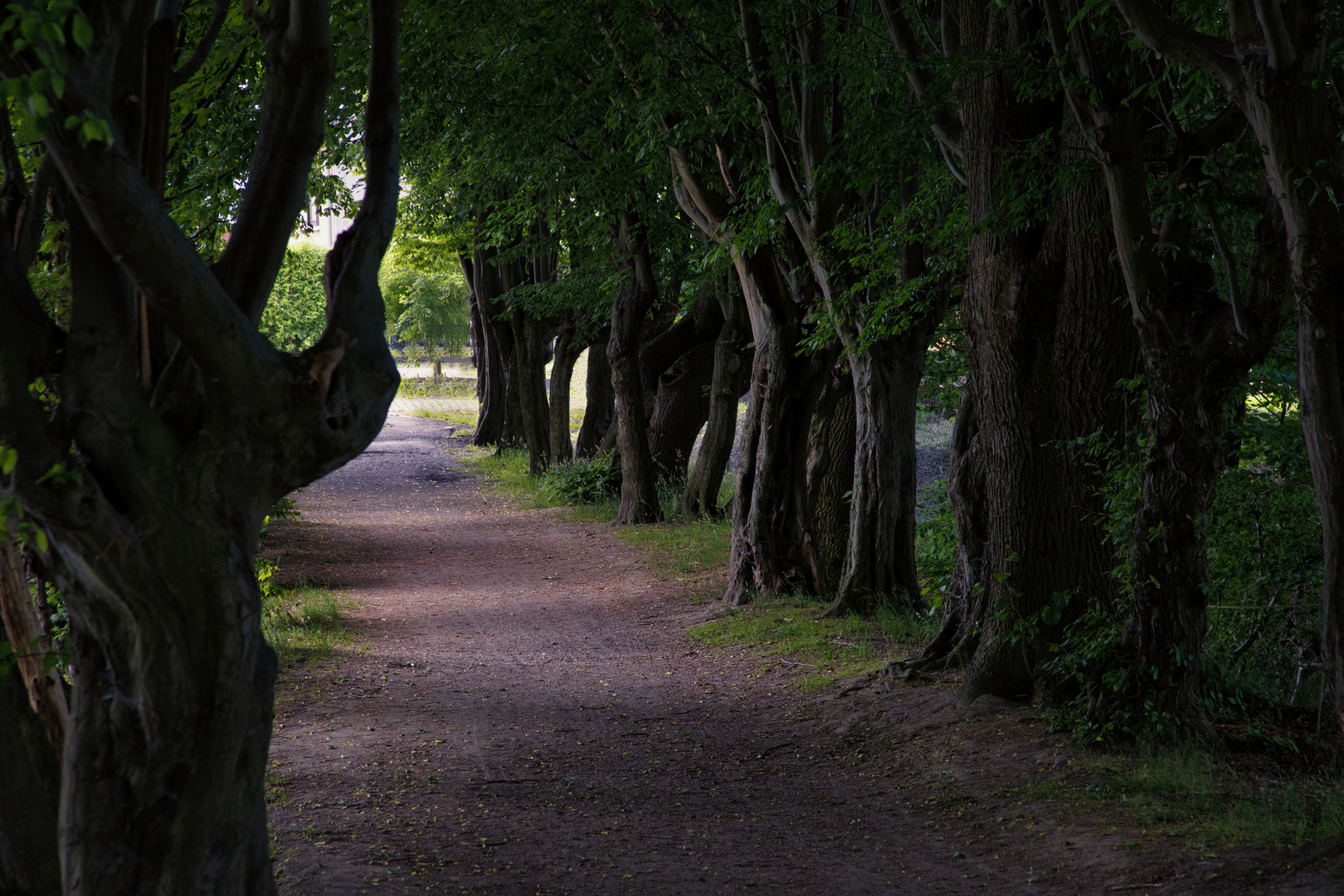 Allee in Gönnsdorf