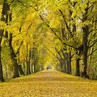 Allee in Hannover unweit vom Maschsee