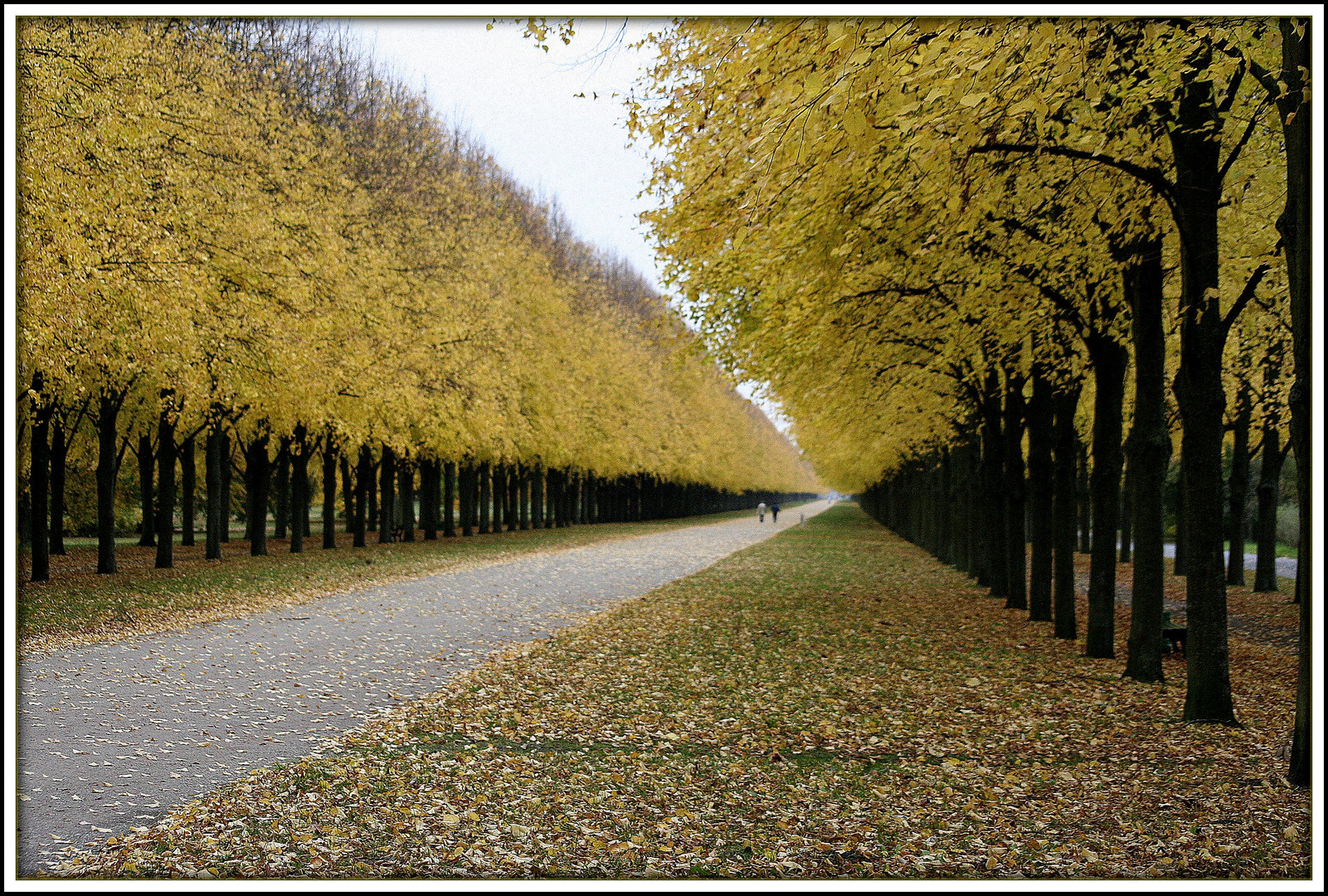 Allee in Herrenhausen in diesen Herbsttagen...