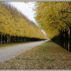 Allee in Herrenhausen in diesen Herbsttagen...