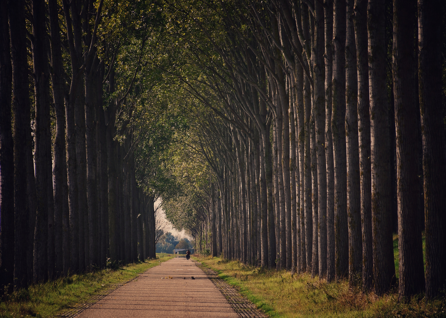 Allee in Holland 