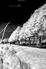 Allee in IR