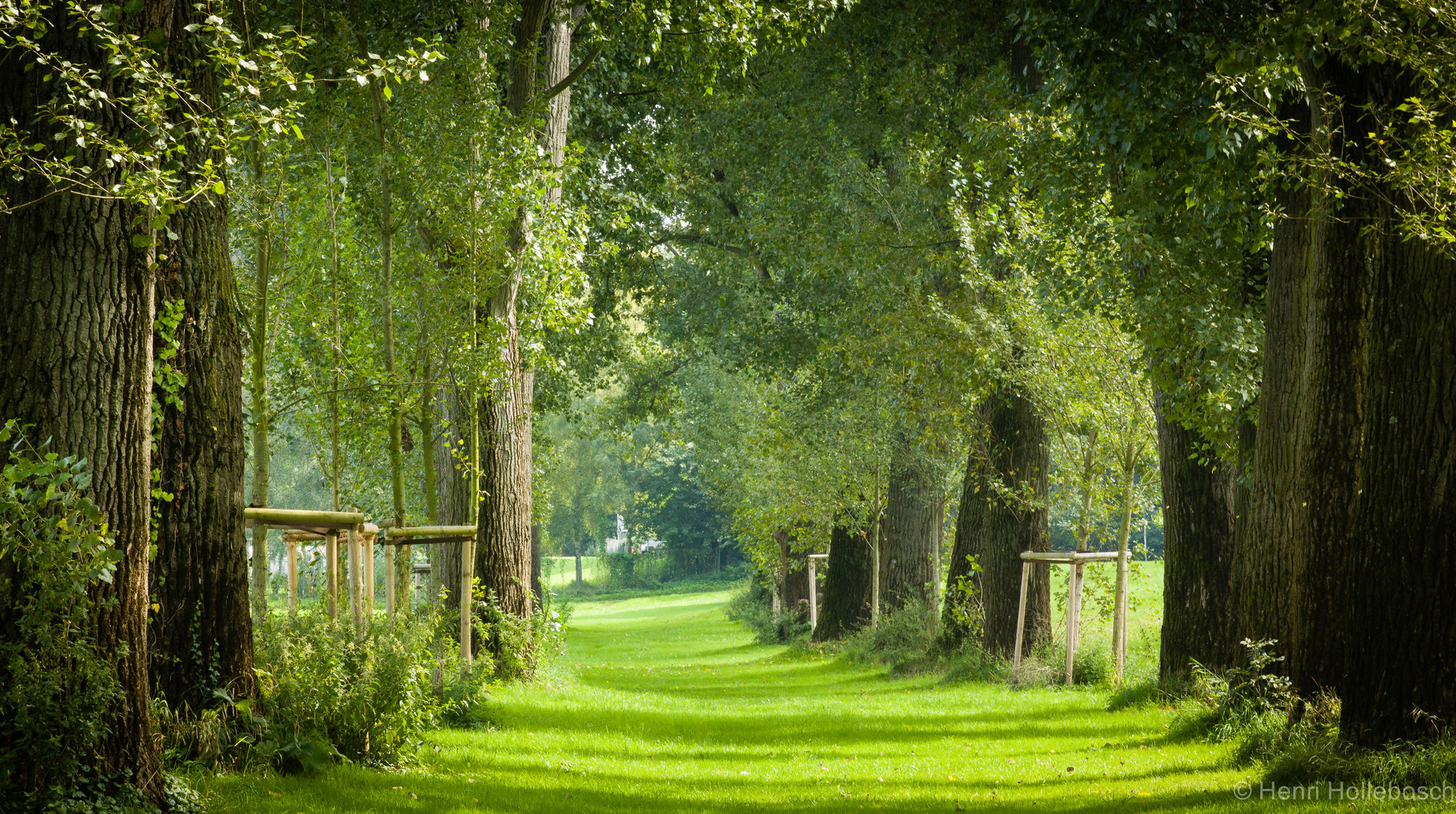 Allee in Köln-Rodenkirchen