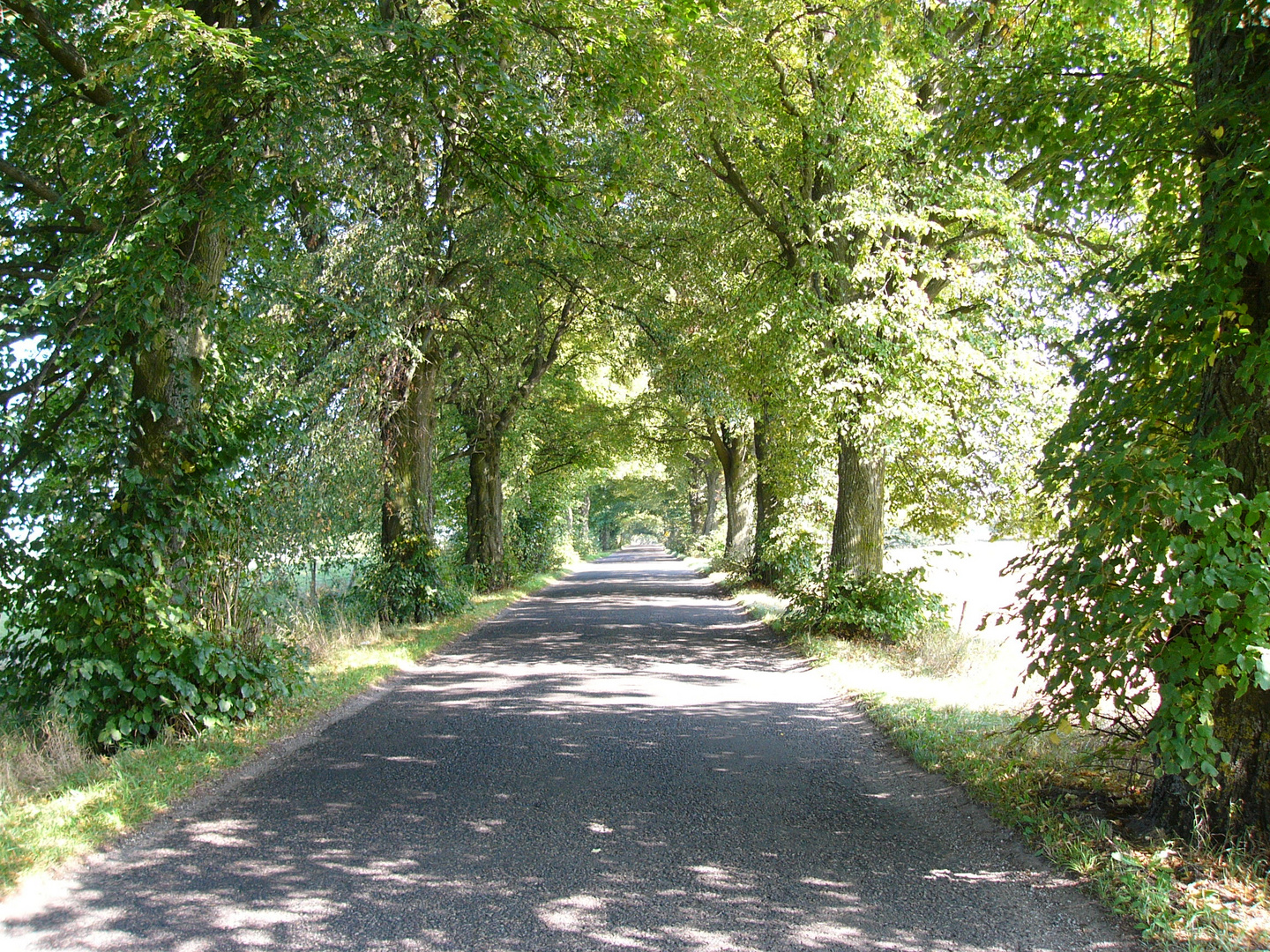 Allee in Masuren