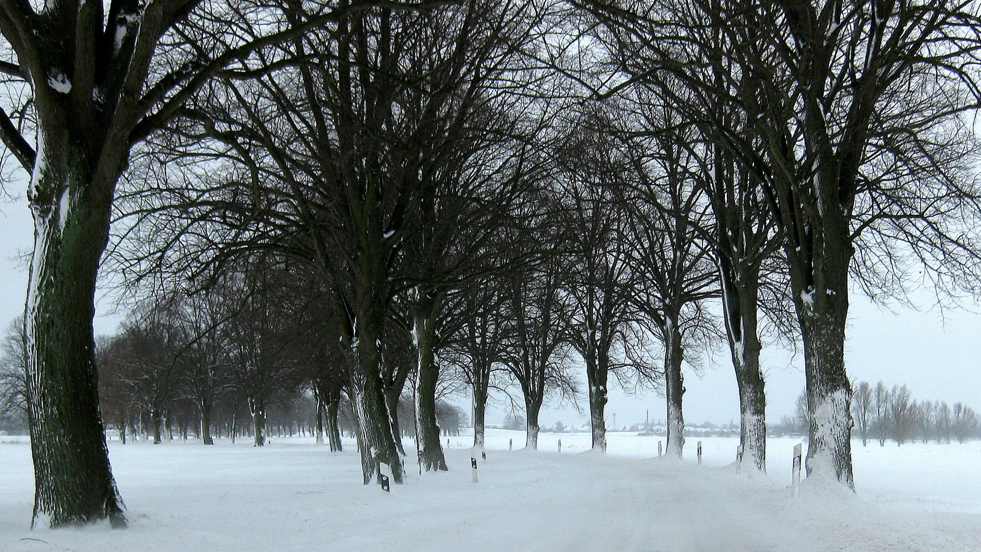 Allee in Meck-Pomm