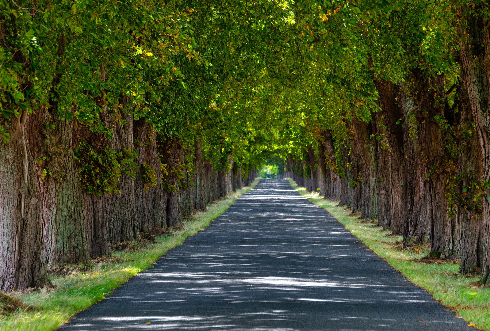 Allee in Mecklenburg