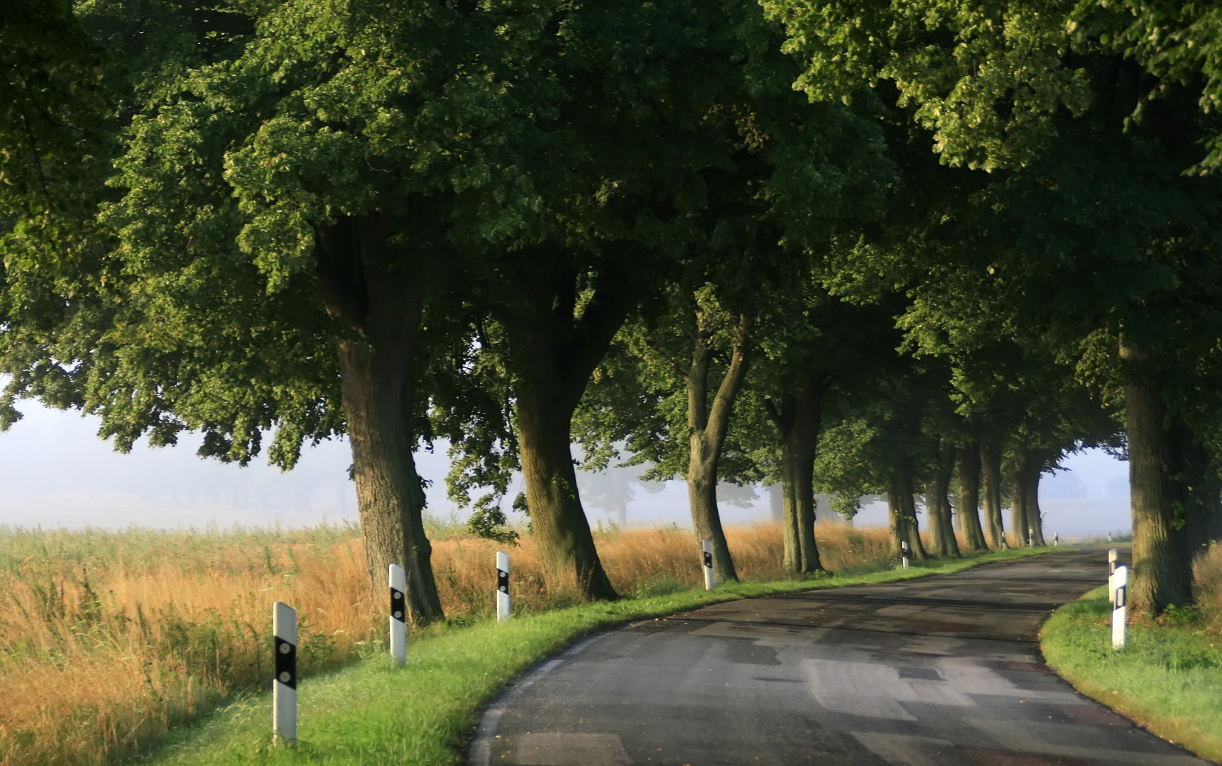 Allee in Mecklenburg III