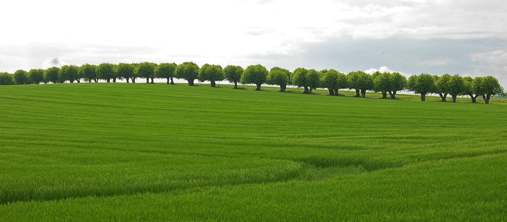 Allee in Mecklenburg Vorpommern