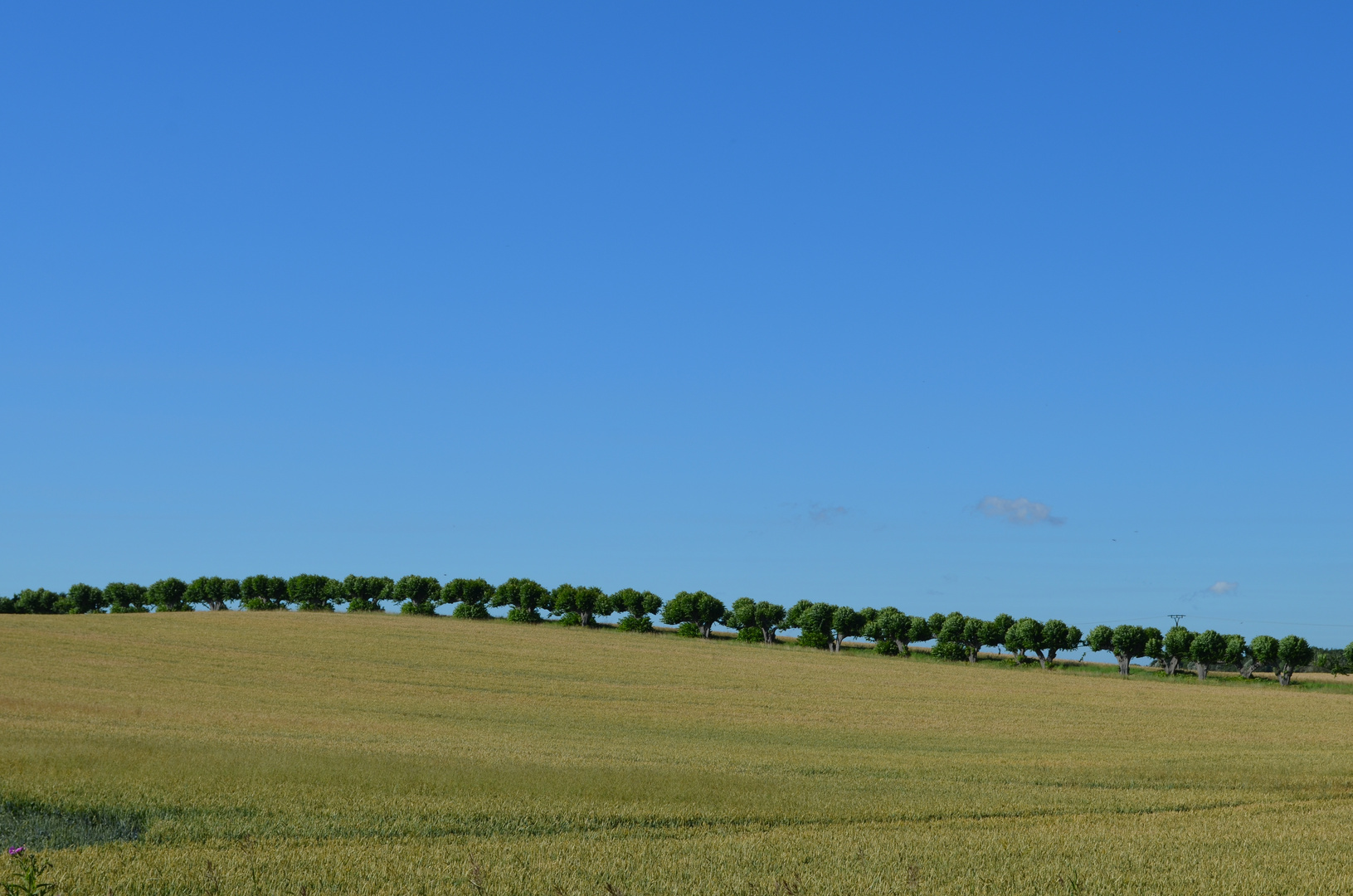 Allee in Mecklenburg-Vorpommern