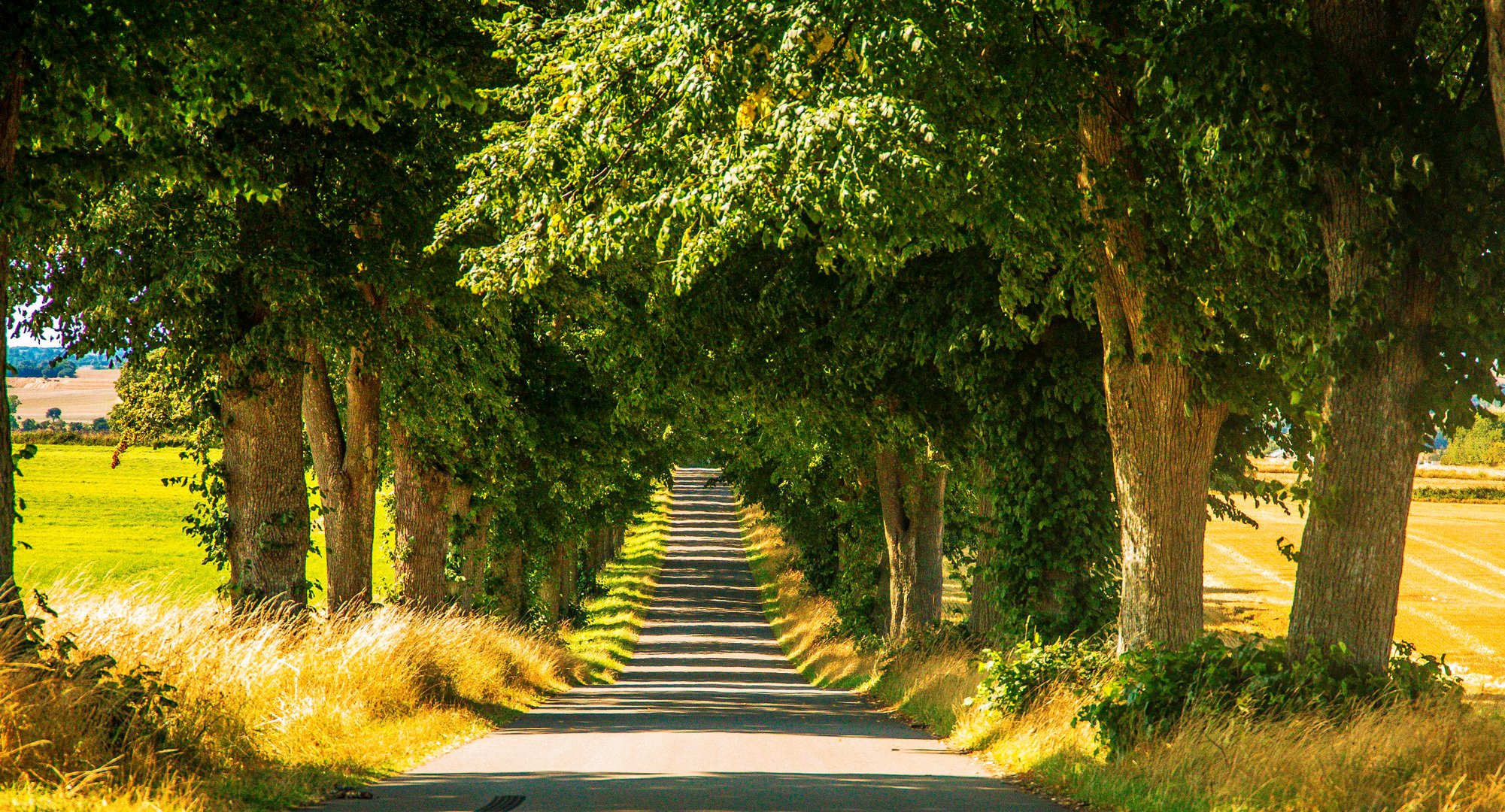 Allee in Ostholstein