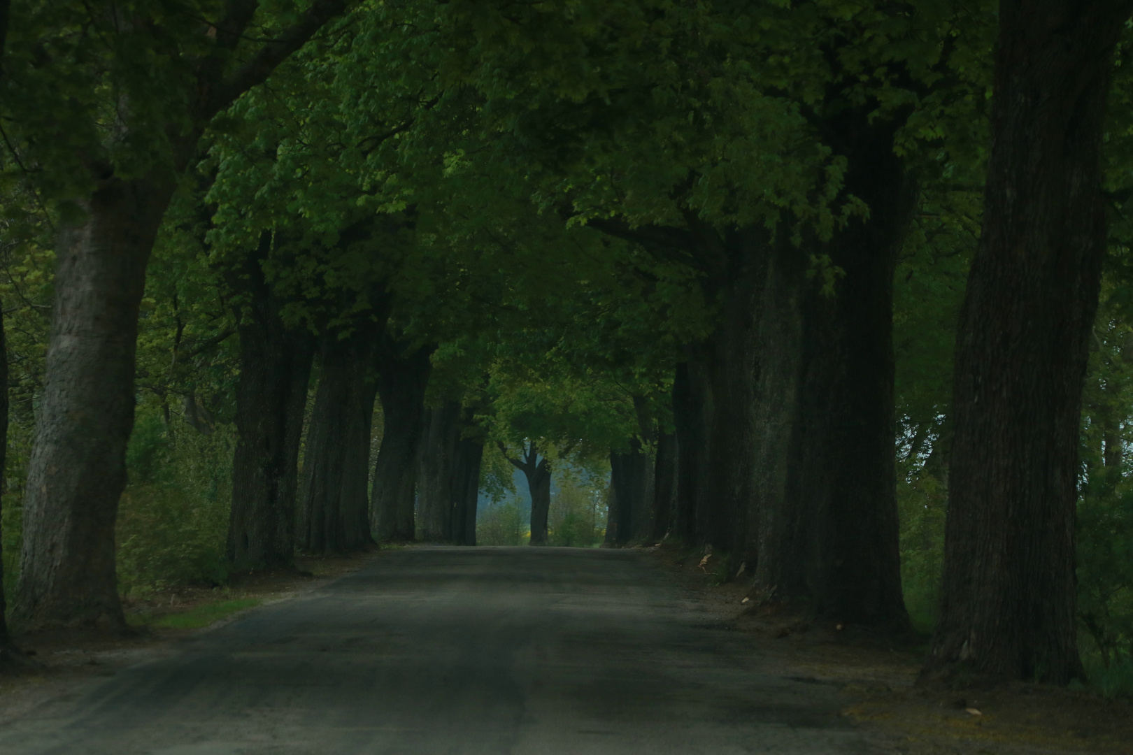 Allee in Ostpreußen / Polen