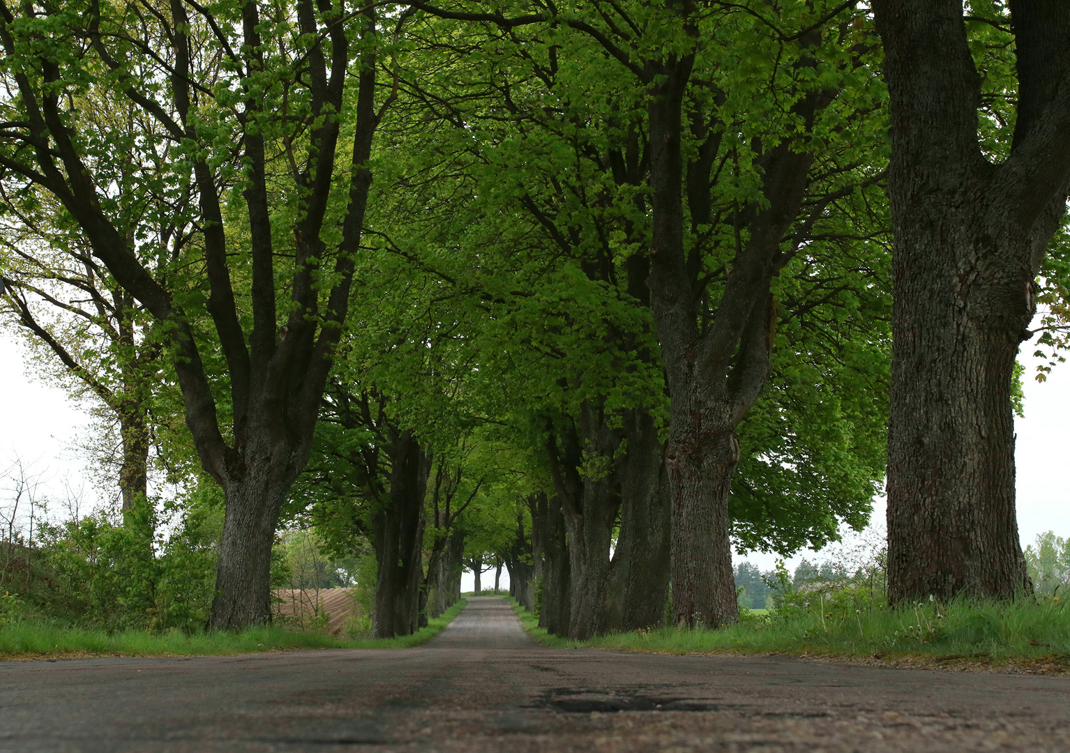 Allee in Ostpreußen / Polen