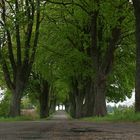 Allee in Ostpreußen / Polen