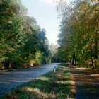 Allee in Rügen