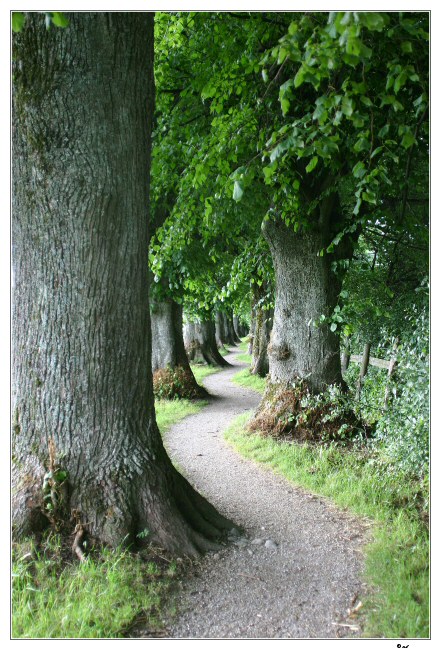  Allee in Schlangenlinie von Michael 