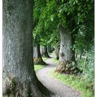  Allee in Schlangenlinie