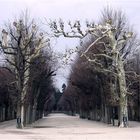 Allee in Schönbrunn