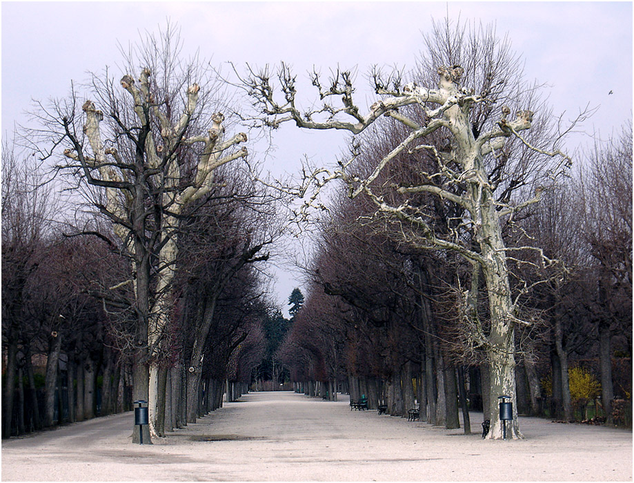 Allee in Schönbrunn