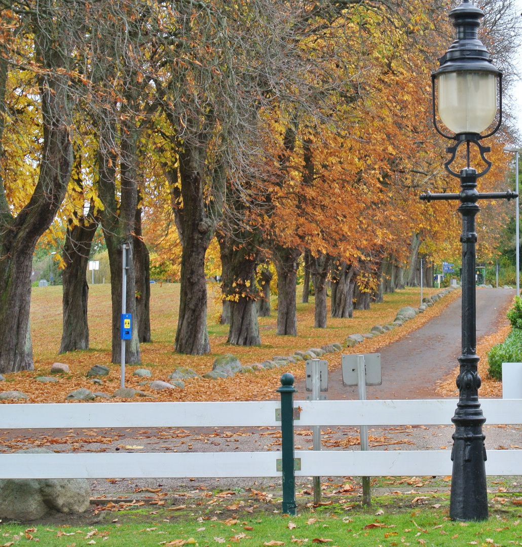 Allee in  Sierksdorf  