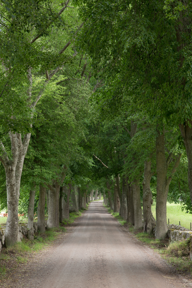 Allee in Stroemsrum (S-Schweden)