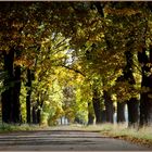 Allee  --    in Ulenburg bei Löhne...