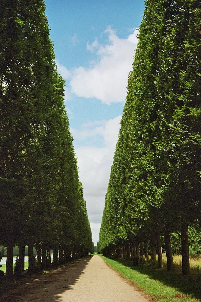 Allee in Versailles