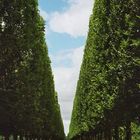 Allee in Versailles