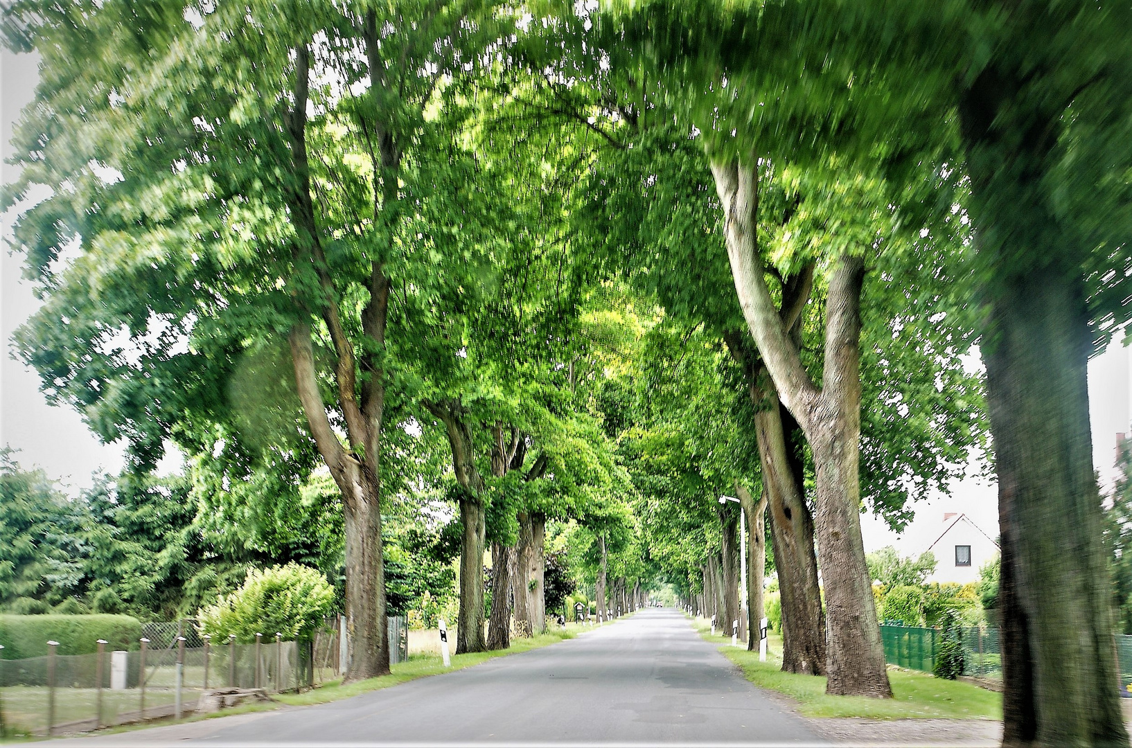 Allee in Vorpommern 