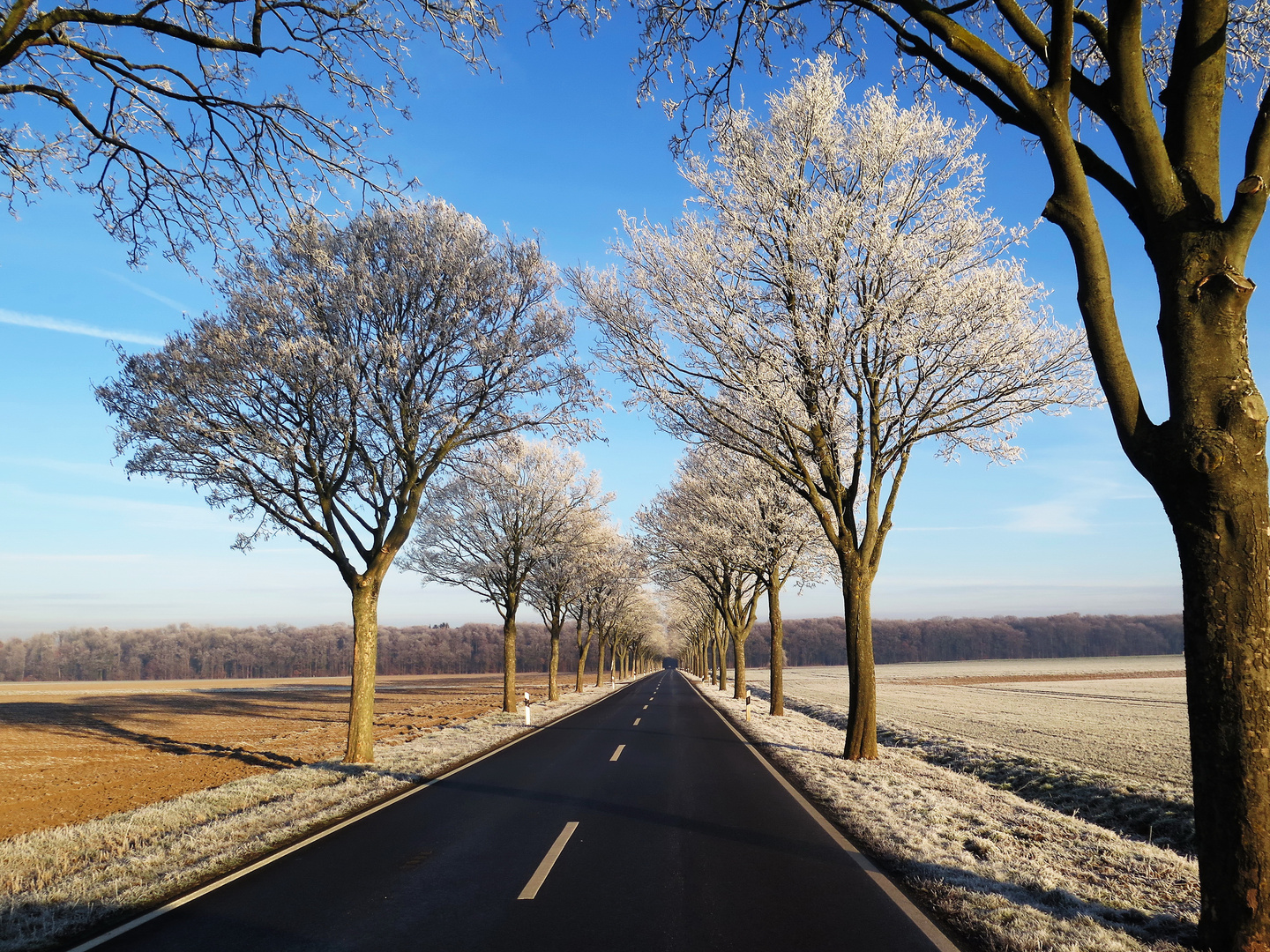 Allee in weiß