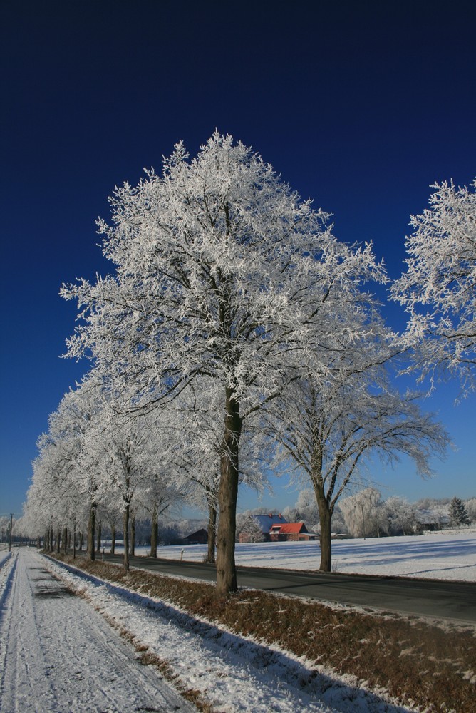 Allee in weiß