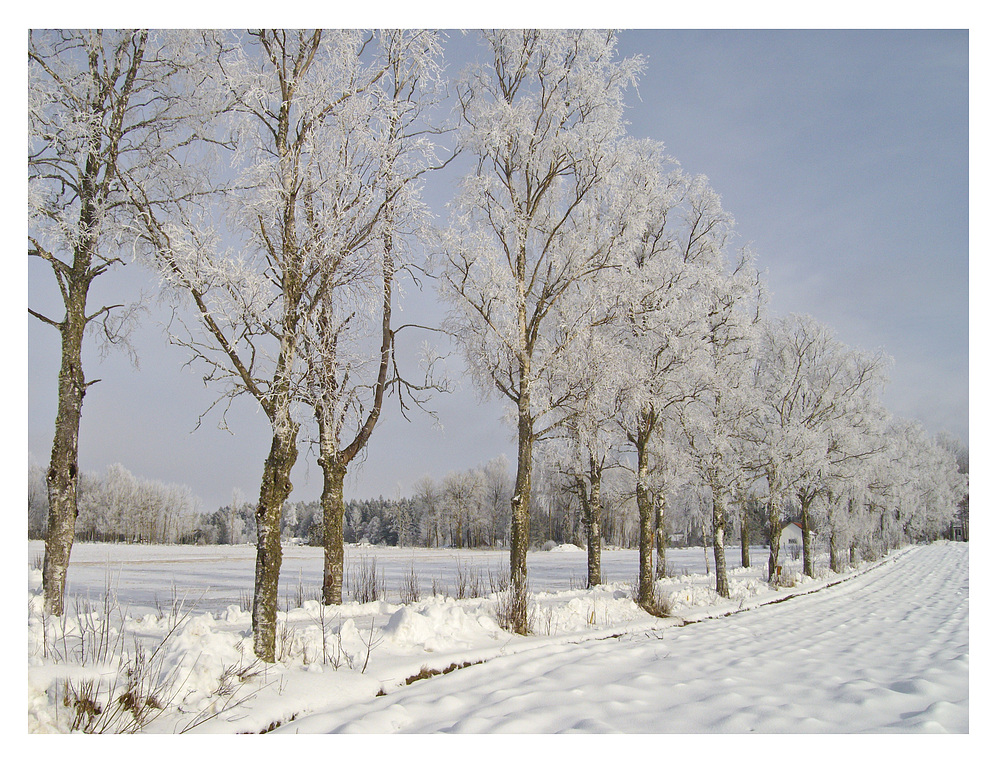 Allee in Weiss