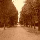 Allee in Wienerpark