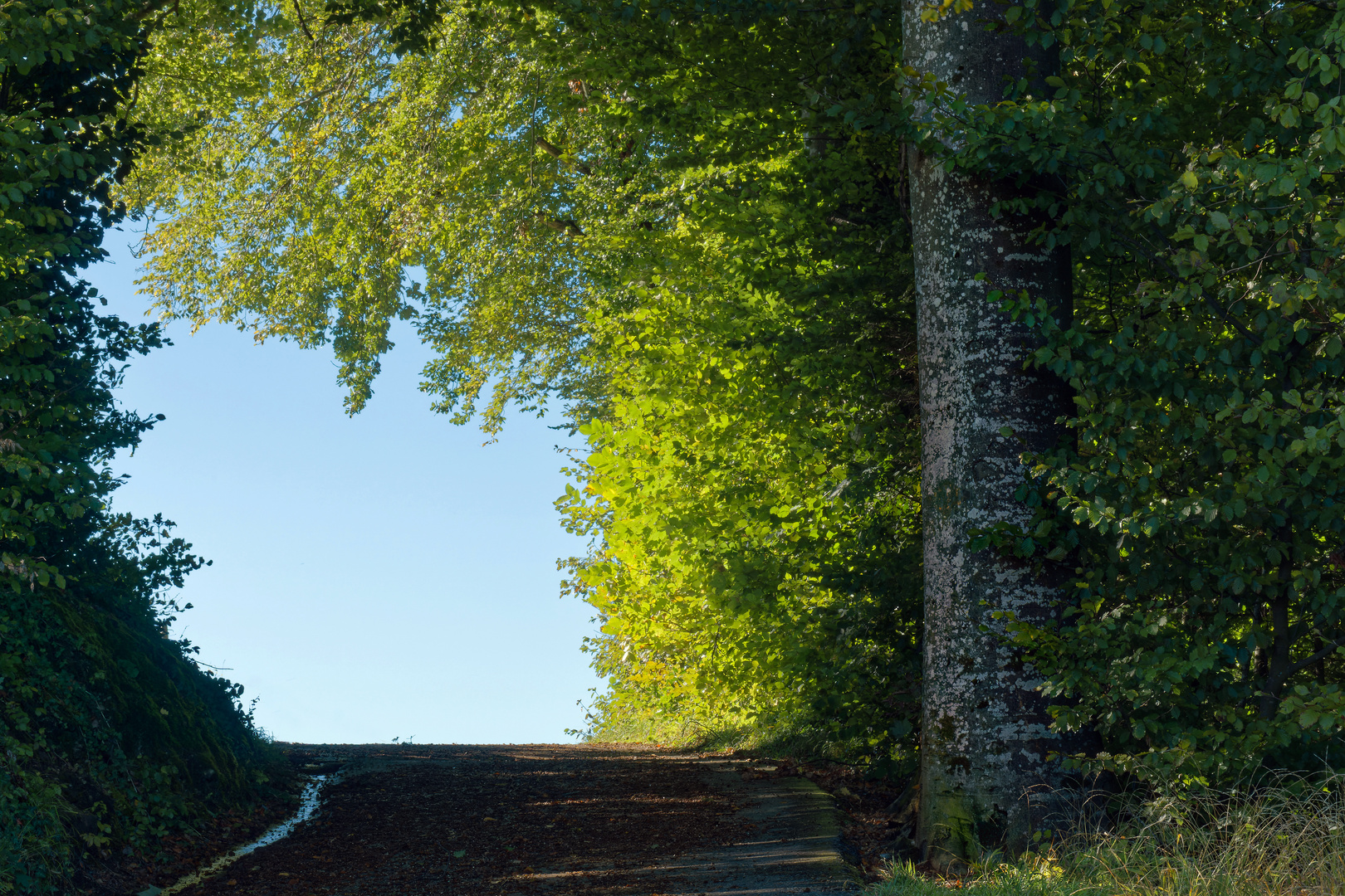 Allee ins Blaue