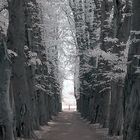 Allee ins Licht (IR)