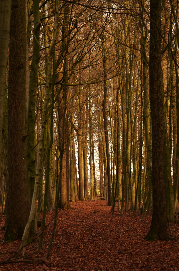 Allee ins neue Jahr