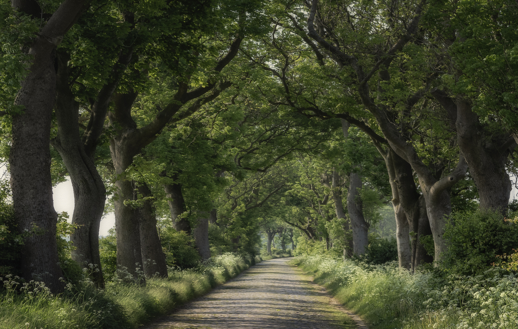 Allee  irgendwo auf Rügen ...