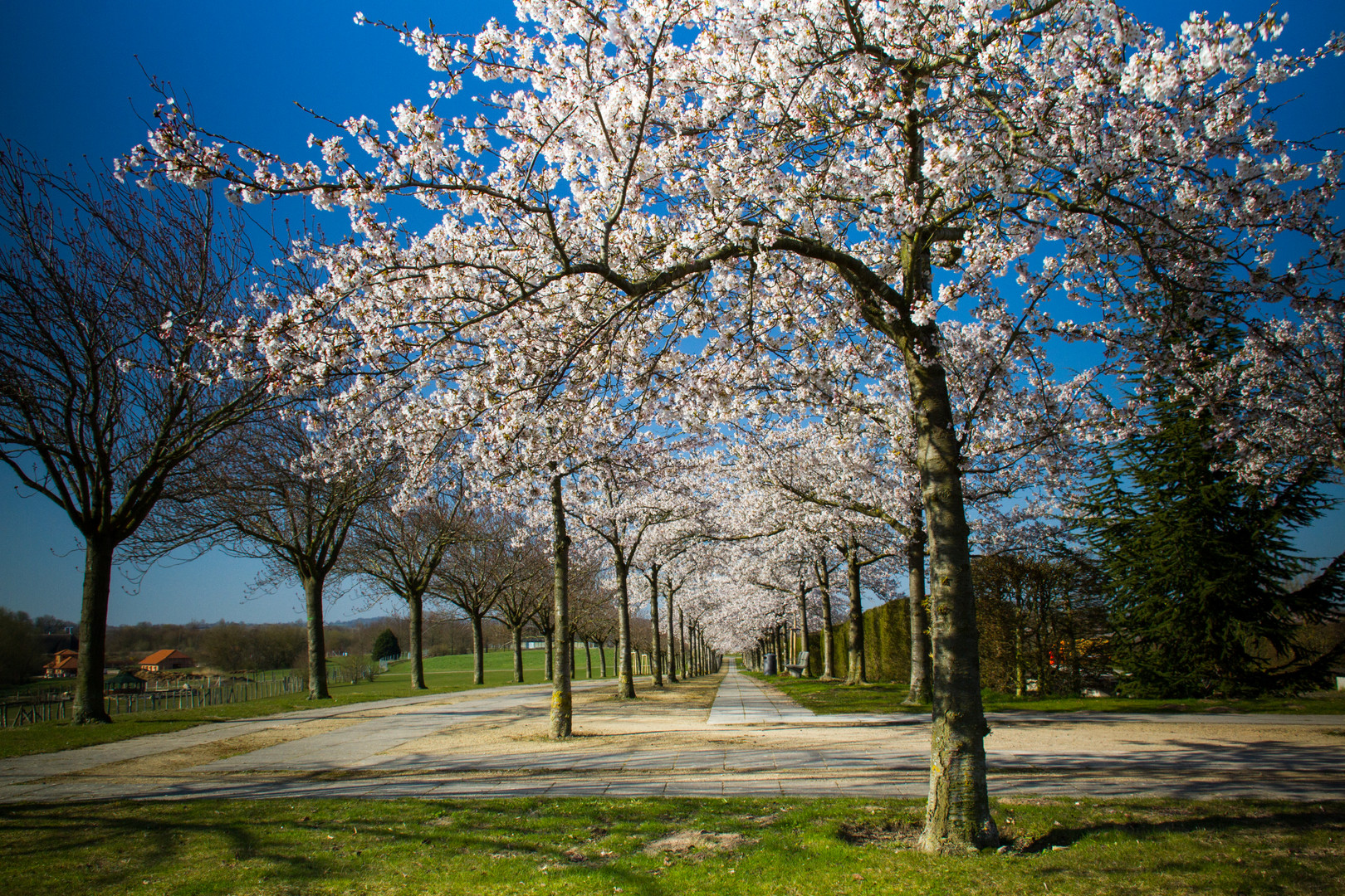 Allee Japanischer Blütenkirschen